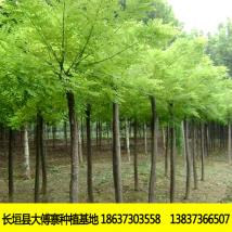 白蜡
