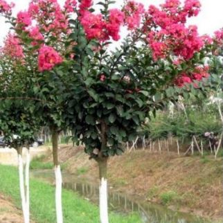 紫薇树苗紫薇红火箭 百日红树苗 观花乔木